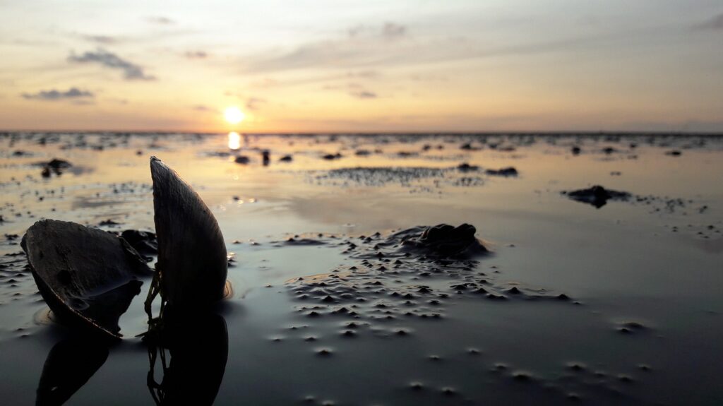 Sonnenuntergang im Wattenmeer mit geöffneter Muschel im Vordergrund